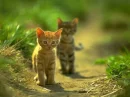 WHAT OVER THERE???