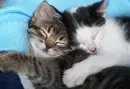 best friend forever cats
