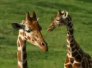animals