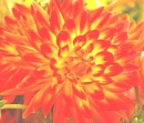beautiful dalia