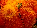 dalias flowers