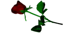 rose