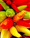 beautiful corol of chillies