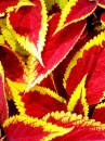 leafs