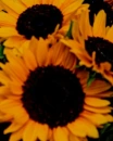 sun flowers