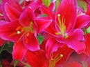 lillys