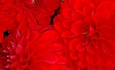 red dalia