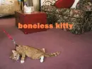 boneless cat