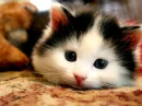 young cat