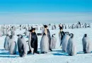 penguins