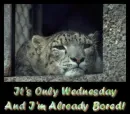 It's Only Wednesday...