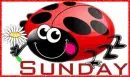 sunday ladybug flower