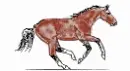 Horse gallop