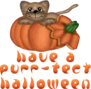 Purr-fect halloween - cat n pumpkin