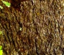 BarkTile