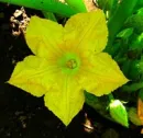 SquashBlossom-tile