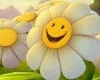 smiley flower
