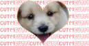 Cute