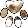 Paw