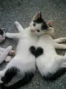 Kittys!