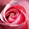 pink rose