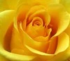 yellow rose