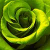 green rose
