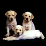pups