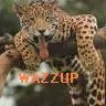 WAZZUP