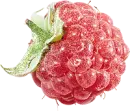 rasberry