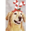 christmas dog