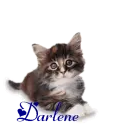 Darlene