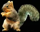 dancing nut