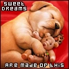 Dog Dreams