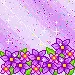violet flowers