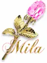 pink rose