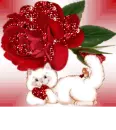 CAT HEART