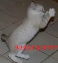 ninja kitty
