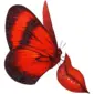 red butterfly