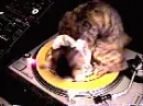 cat dj