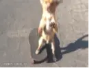 skateboard