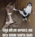 ninja kitty