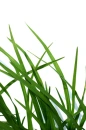 grass