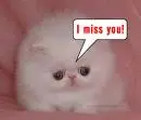 a cat saying"i miss you"