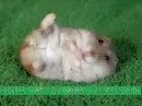 Hamster Tummy Tickle