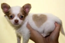 Have a heart