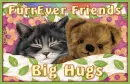 Cat and Teddy Bear with furrever friends/big hugs message
