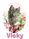 cat-vicky