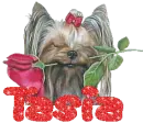  Tasia 