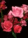 Flowers with bubbles-Nancy